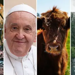 Kocioł nad ogniskiem, Papież Franciszek, brązowa krowa i górska rzeka. Jakby przyganiał kocioł garnkowi, każdy element ma swoją historię.